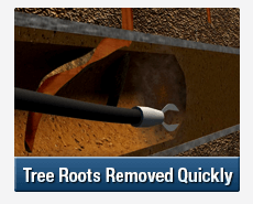 Tree Root Intrusions Blakehurst